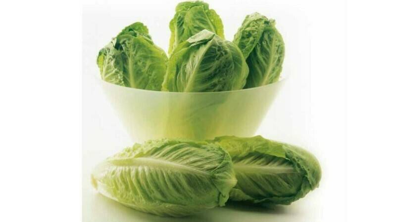 Syngenta-lechuga-16x9|coliflor-colores-syngenta|EasyBroq-Alcampo|Syngenta-redarling-col de Bruselas|Syngenta-LechugaMiniBell|Syngenta-brassicas-LechugaSolidRibs 2